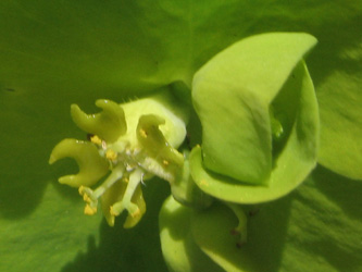 Euphorbia_amygdaloides_BGD190314_ja06.jpg