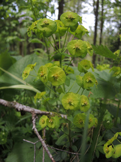 Euphorbia_amygdaloides_Bergenbach_Vogesen2016_210516_ja03.jpg