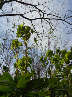 Euphorbia_amygdaloides_robbiae_150308_ja01.jpg