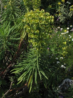 Euphorbia_characias_Zoufa_Mani_GR2011_040411_ja02.jpg