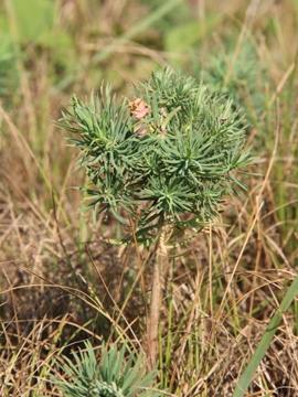 Euphorbia_cyparissias_060717_CB02.jpg