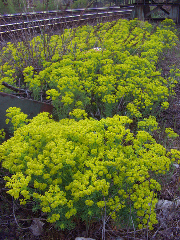 Euphorbia_cyparissias_BfWittenl_270410_TK01.jpg