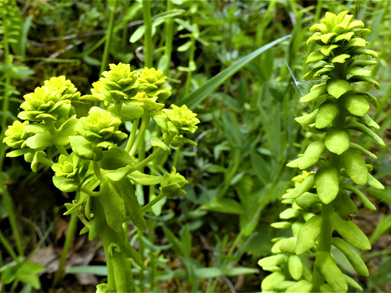 Euphorbia_cyparissias_Erbsenrost_Daun_Waldkoenigen_P1040997_090520_DGaber03.jpg
