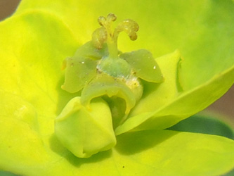 Euphorbia_esula_Duisburg-Homberg_200914_ja01_2.jpg