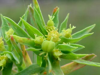 Euphorbia_exigua_ja17.jpg