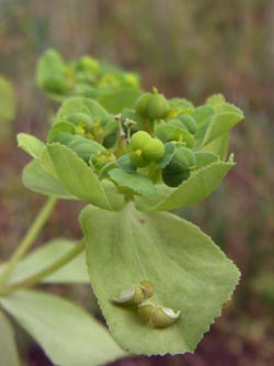 Euphorbia_helioscopia_Geseke_040710_TK02.jpg