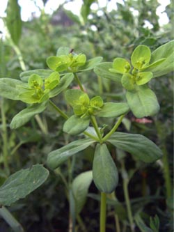 Euphorbia_helioscopia_MH_TK06.jpg