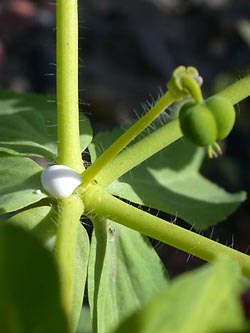 Euphorbia_helioscopia_ho03.jpg