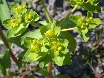 Euphorbia_helioscopia_ho06.jpg