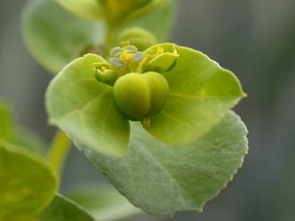 Euphorbia_helioscopia_ja07.jpg