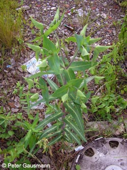 Euphorbia_lathyris_CRGrafSchwerin140610_PG01.jpg