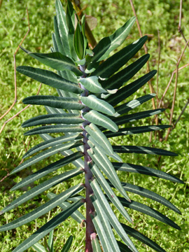 Euphorbia_lathyris_Dortmund-Wickede_Chaussee_030417_WHessel02.jpg