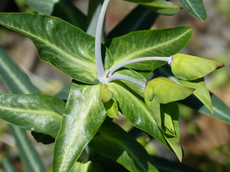 Euphorbia_lathyris_Holzwickede_070516_WHessel01.jpg
