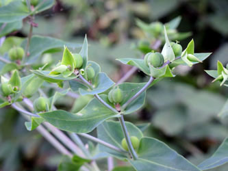 Euphorbia_lathyris_LEV-Schlehbusch_270615_TK113.jpg