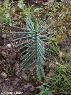 Euphorbia_lathyrus_WITStbrRauen111009_CB02.jpg