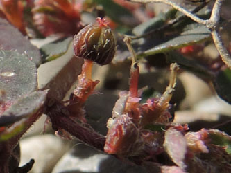 Euphorbia_maculata_BOHordel_Bezirksfriedhof_270915_ja04.jpg