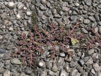 Euphorbia_maculata_BORoncalli050711_ja06.jpg