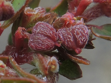 Euphorbia_maculata_HATBlankenstein_220915_ja10.jpg