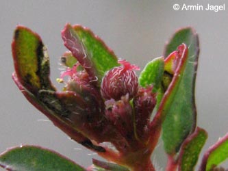 Euphorbia_maculata_KoelnEbertsplatz061013_ja04.jpg
