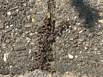 Euphorbia_maculata_Viersen_190818_vdW01.jpg