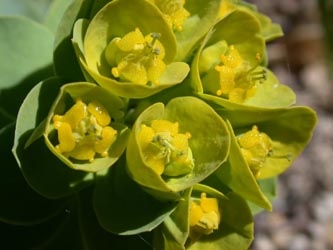 Euphorbia_myrsinites_BGBOAlpinum_ho01.jpg
