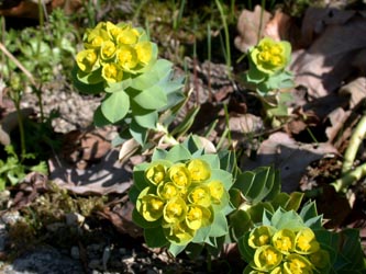 Euphorbia_myrsinites_BGBOAlpinum_ho02.jpg