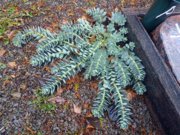 Euphorbia_myrsinites_Luedenscheid_Friedhof_Rahmedestr_091218_ja01.jpg