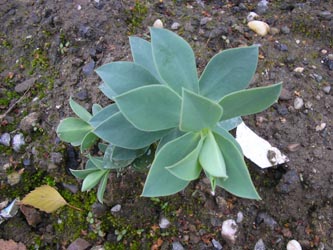 Euphorbia_myrsinites_Walzen-Wolfsmilch_Thyssenhalde180911_PG01.jpg