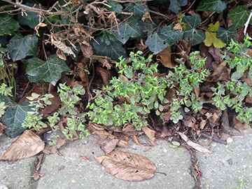 Euphorbia_peplus_BO-Weitmar_Kleingaerten_Holtbruegge_281218_ja01.jpg