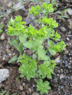 Euphorbia_peplus_LEV-Schlehbusch_270615_TK119.jpg
