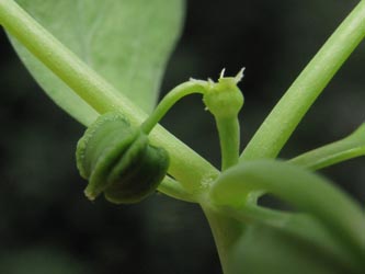 Euphorbia_peplus_NLBlijdenstein_ja03.jpg