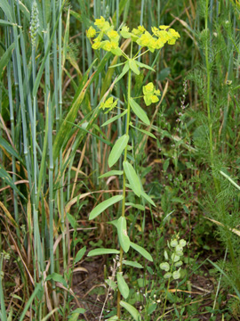 Euphorbia_platyphyllos_200610_HGeier12.jpg