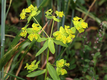Euphorbia_platyphyllos_200610_HGeier13.jpg