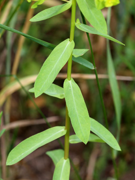 Euphorbia_platyphyllos_200610_HGeier14.jpg