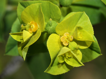 Euphorbia_platyphyllos_290511_HGeier12.jpg