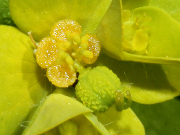 Euphorbia_platyphyllos_290511_HGeier12_2.jpg