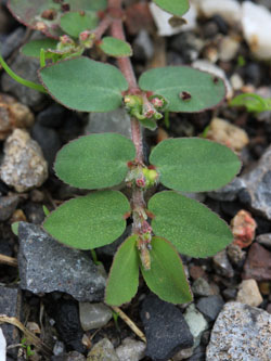 Euphorbia_prostrata_HATHenrichshuette130915_CB01.jpg