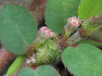 Euphorbia_prostrata_HATHenrichshuette130915_CB04.jpg