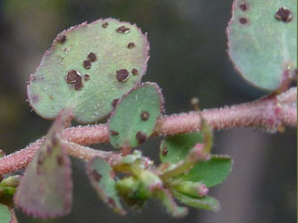 Euphorbia_prostrata_HATHenrichshuette130915_ho03.jpg