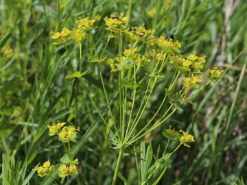 Euphorbia_pseudovirgata_Remscheid_Feldbachtal_101017_CB01.jpg