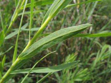 Euphorbia_pseudovirgata_Remscheid_Feldbachtal_101017_ja04.jpg