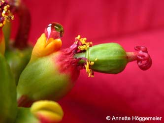 Euphorbia_pulcherrima_Cyathium_BGBO_ho07.jpg