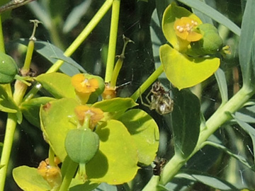 Euphorbia_seguieriana_Badberg_Kaiserstuhl2015_060615_ja01.jpg