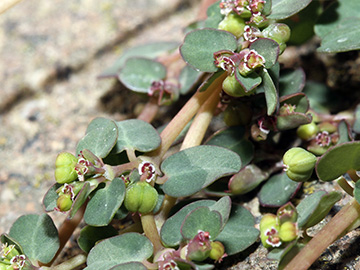 Euphorbia_serpens_051018_HGeier05.jpg
