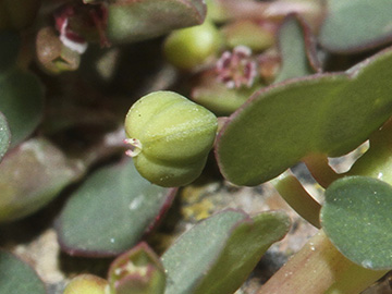 Euphorbia_serpens_051018_HGeier05_2.jpg