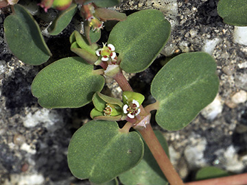 Euphorbia_serpens_051018_HGeier07.jpg