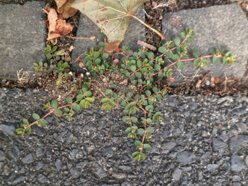 Euphorbia_serpens_Sudholzstrasse_BO_Dahlhausen_111016_PG01.jpg