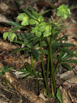 Helleborus_viridis_occidentalis_190311_HGeier01.jpg