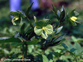 Helleborus_viridis_occidentalis_go01.jpg