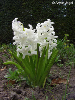Hyacinthus_orientalis_BZW080407_ja01.jpg